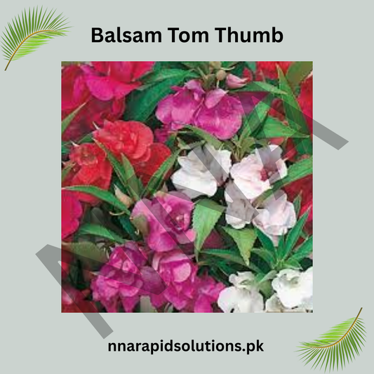 Balsam Tomb Thumb Seeds – Compact Summer Flower