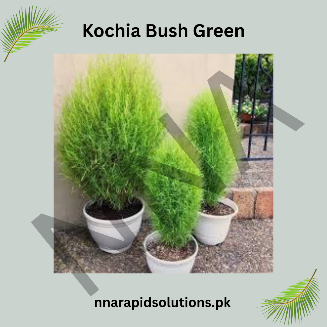 Kochia Bush Green Seeds – Lush Ornamental Foliage