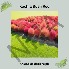 Kochia Bush Red Seeds – Vibrant Ornamental Foliage
