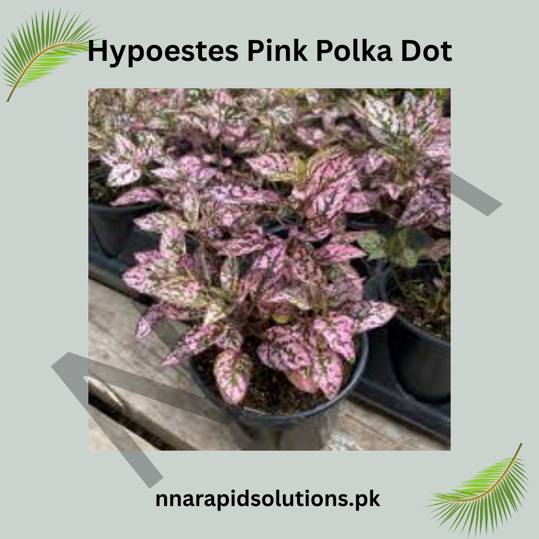 Hypoestes Pink Polka Dot Plant – Colorful Foliage Indoor Plant