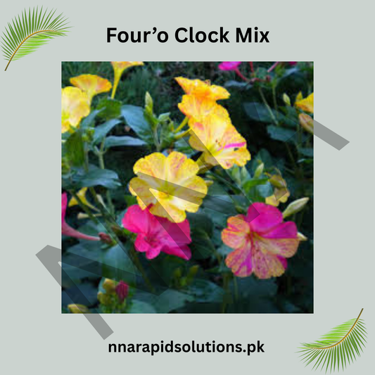 Four’o Clock Mix Seeds – Vibrant Multicolor Summer Flower