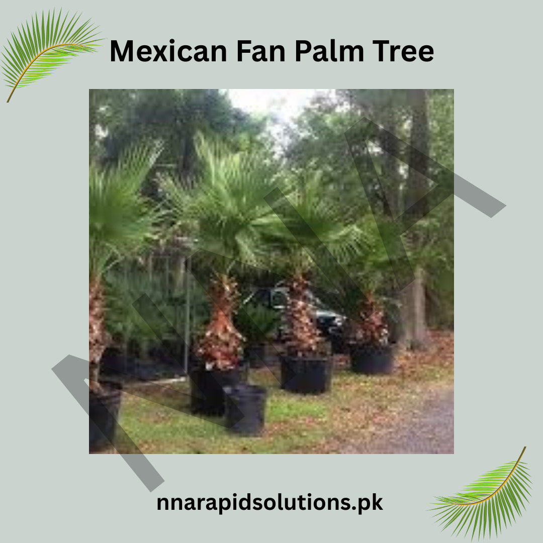 Mexican Fan Palm Tree Seeds – Fast Growing Ornamental Palm