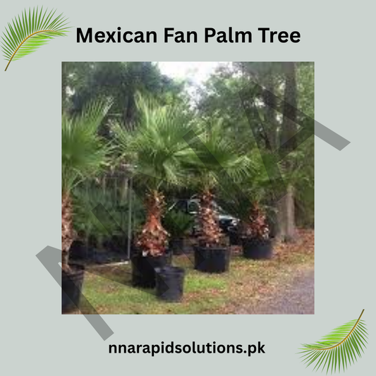 Mexican Fan Palm Tree Seeds – Fast Growing Ornamental Palm