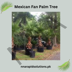 Mexican Fan Palm Tree Seeds – Fast Growing Ornamental Palm