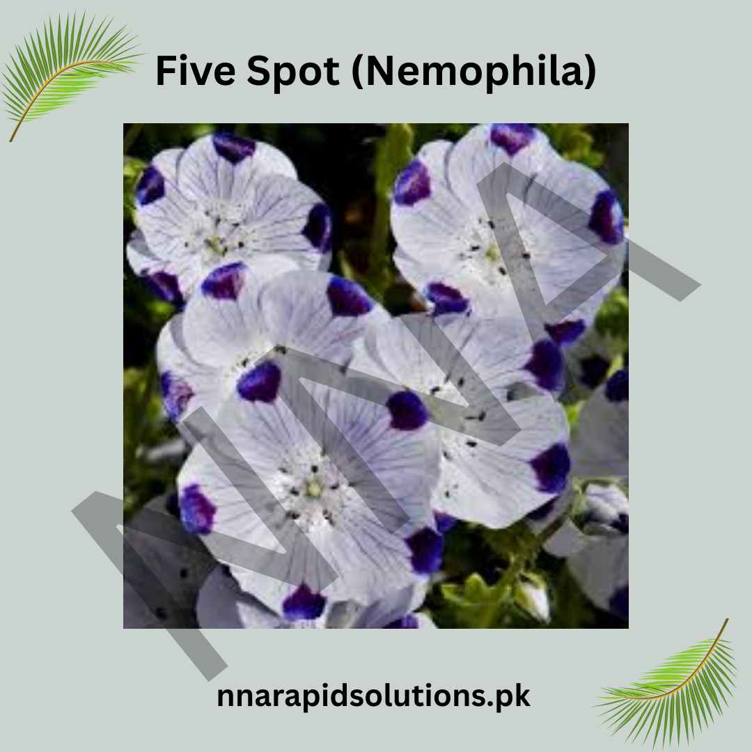 Five Spot (Nemophila) Seeds – Charming Annual Summer Flower