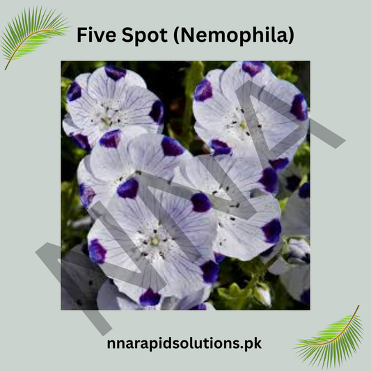 Five Spot (Nemophila) Seeds – Charming Annual Summer Flower