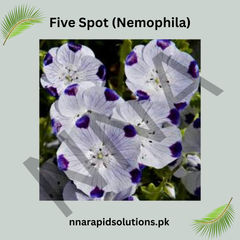 Five Spot (Nemophila) Seeds – Charming Annual Summer Flower