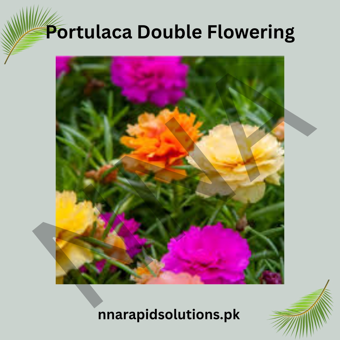 Portulaca Double Flowering Seeds – Heat Loving Moss Rose