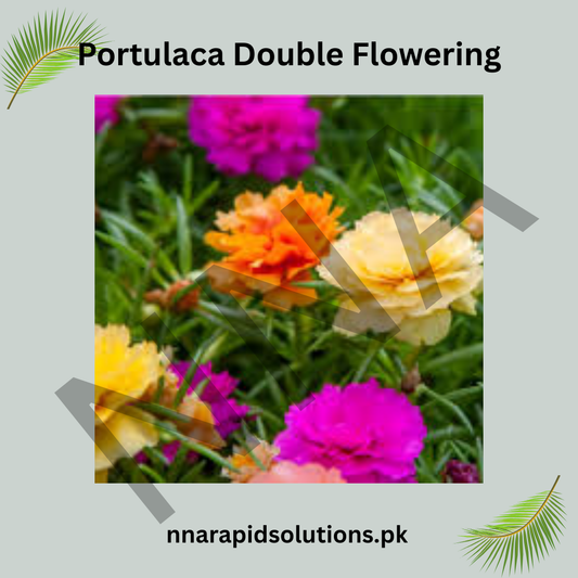 Portulaca Double Flowering Seeds – Heat Loving Moss Rose