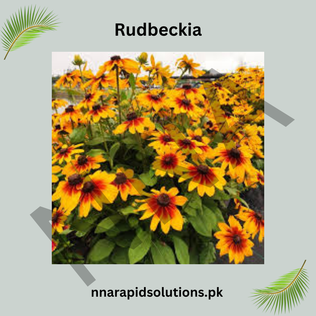 Rudbeckia Seeds (Black-Eyed Susan) – Bright Summer & Autumn Flower