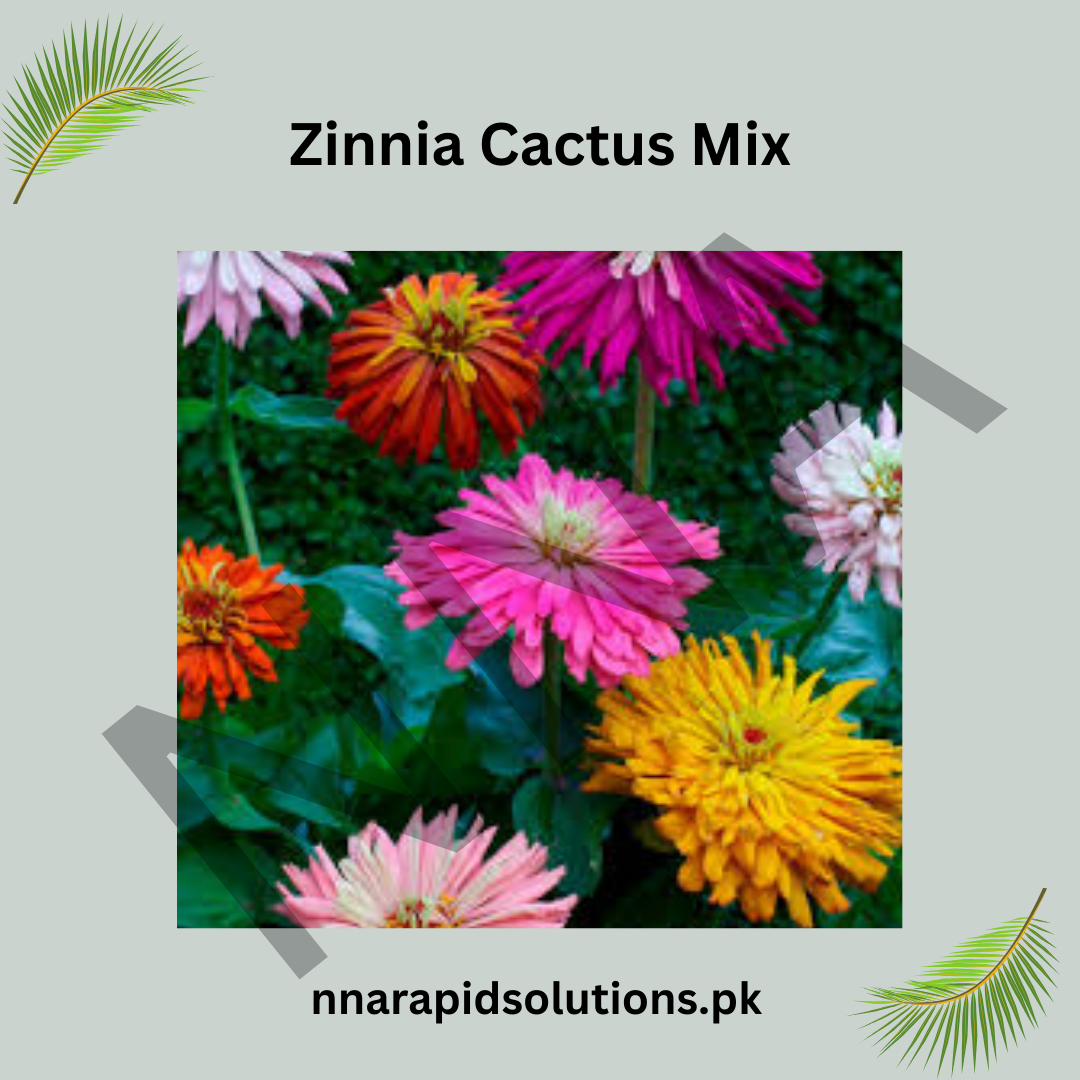 Zinnia Cactus Mix Seeds – Spiky Double Bloom Summer Flower