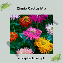 Zinnia Cactus Mix Seeds – Spiky Double Bloom Summer Flower
