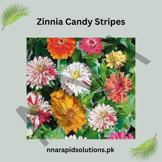 Zinnia Candy Stripes Seeds – Striped Summer Flower
