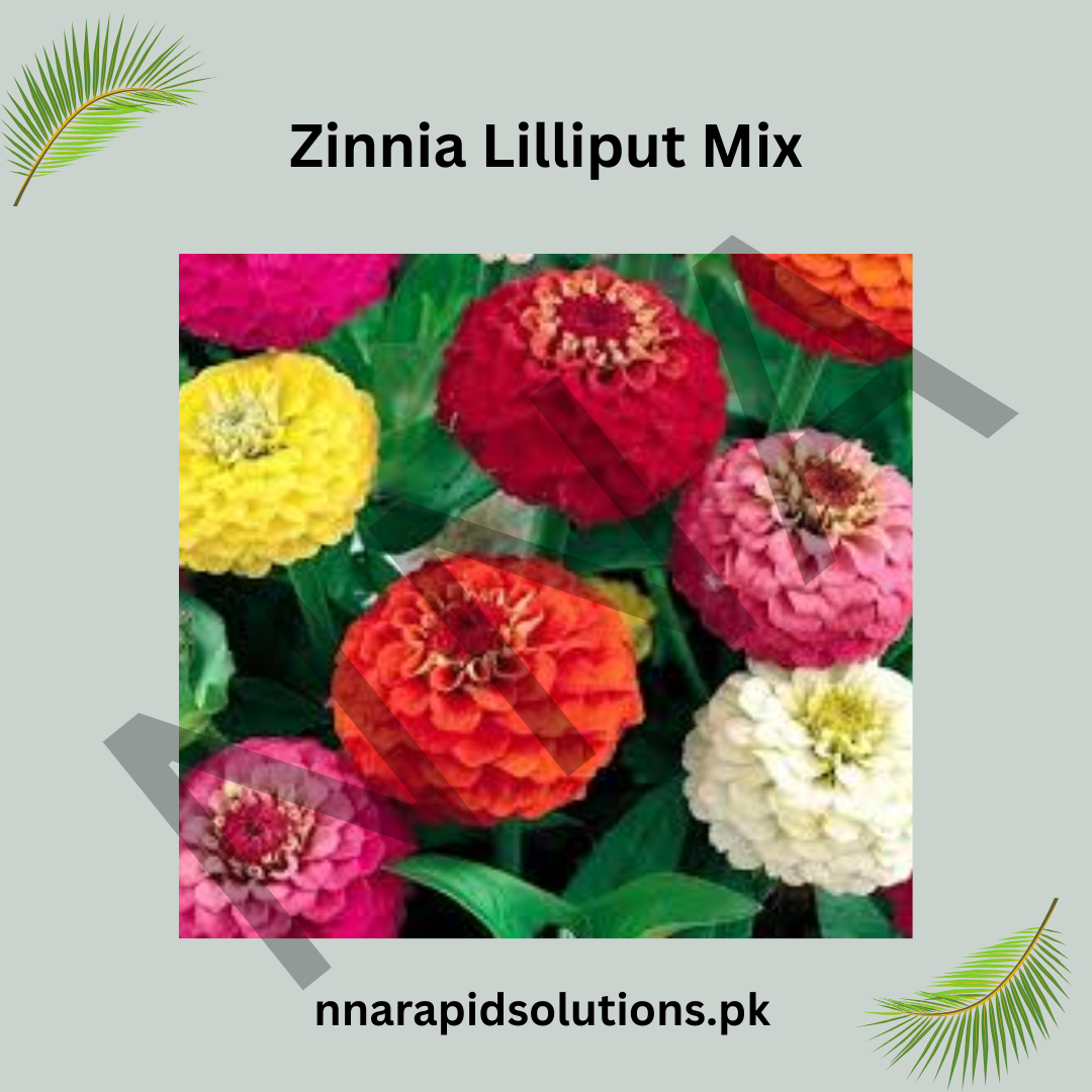 Zinnia Lilliput Mix Seeds – Colorful Dwarf Summer Flowers