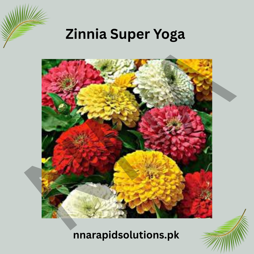 Zinnia Super Yoga Seeds – Large Bloom Summer Flower