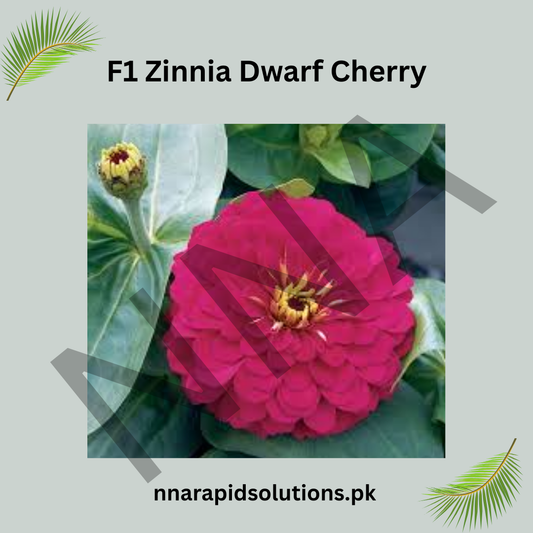 F1 Zinnia Dwarf Cherry Seeds – Compact Summer Flow