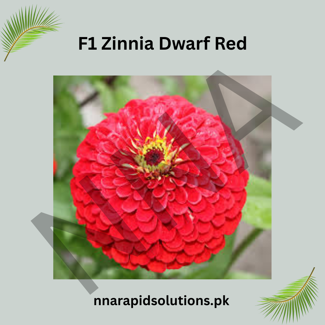 F1 Zinnia Dwarf Red Seeds – Compact Summer Flower