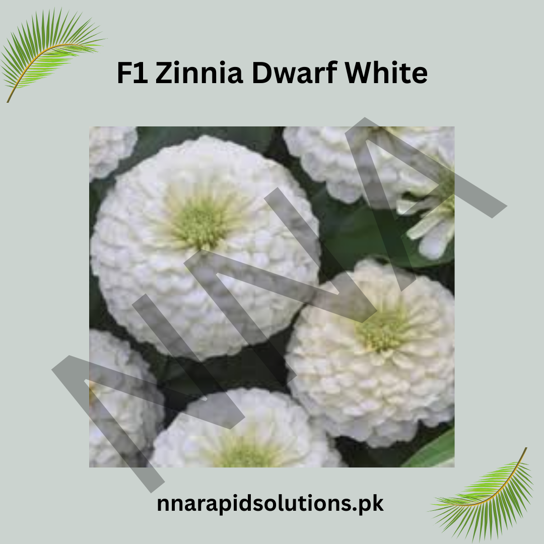 F1 Zinnia Dwarf White Seeds – Compact Summer Flower