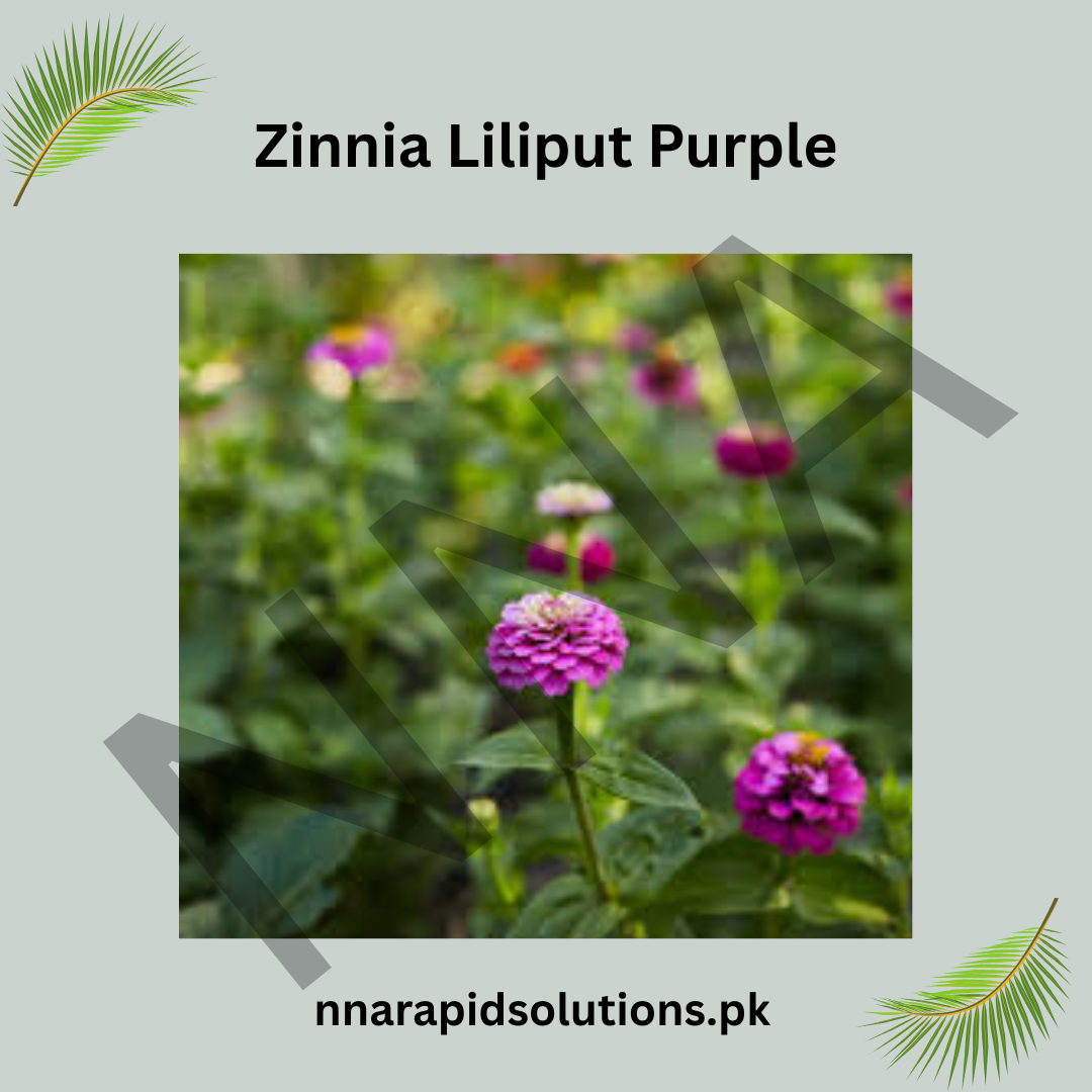 Zinnia Liliput Purple Seeds – Compact Summer Flower