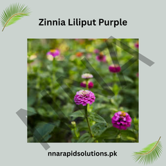 Zinnia Liliput Purple Seeds – Compact Summer Flower