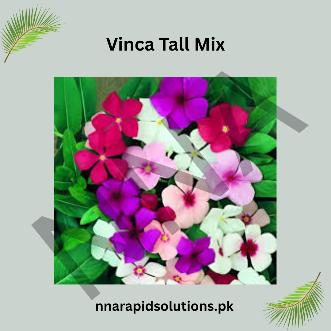 Vinca Tall Mix Seeds – Heat Tolerant Mixed Color Summer Flowers