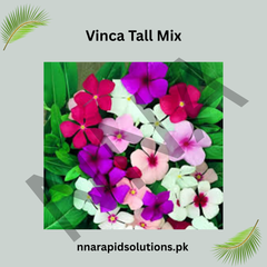 Vinca Tall Mix Seeds – Heat Tolerant Mixed Color Summer Flowers