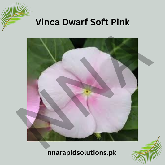 Vinca Dwarf Soft Pink Seeds – Heat Resistant Summer Flower