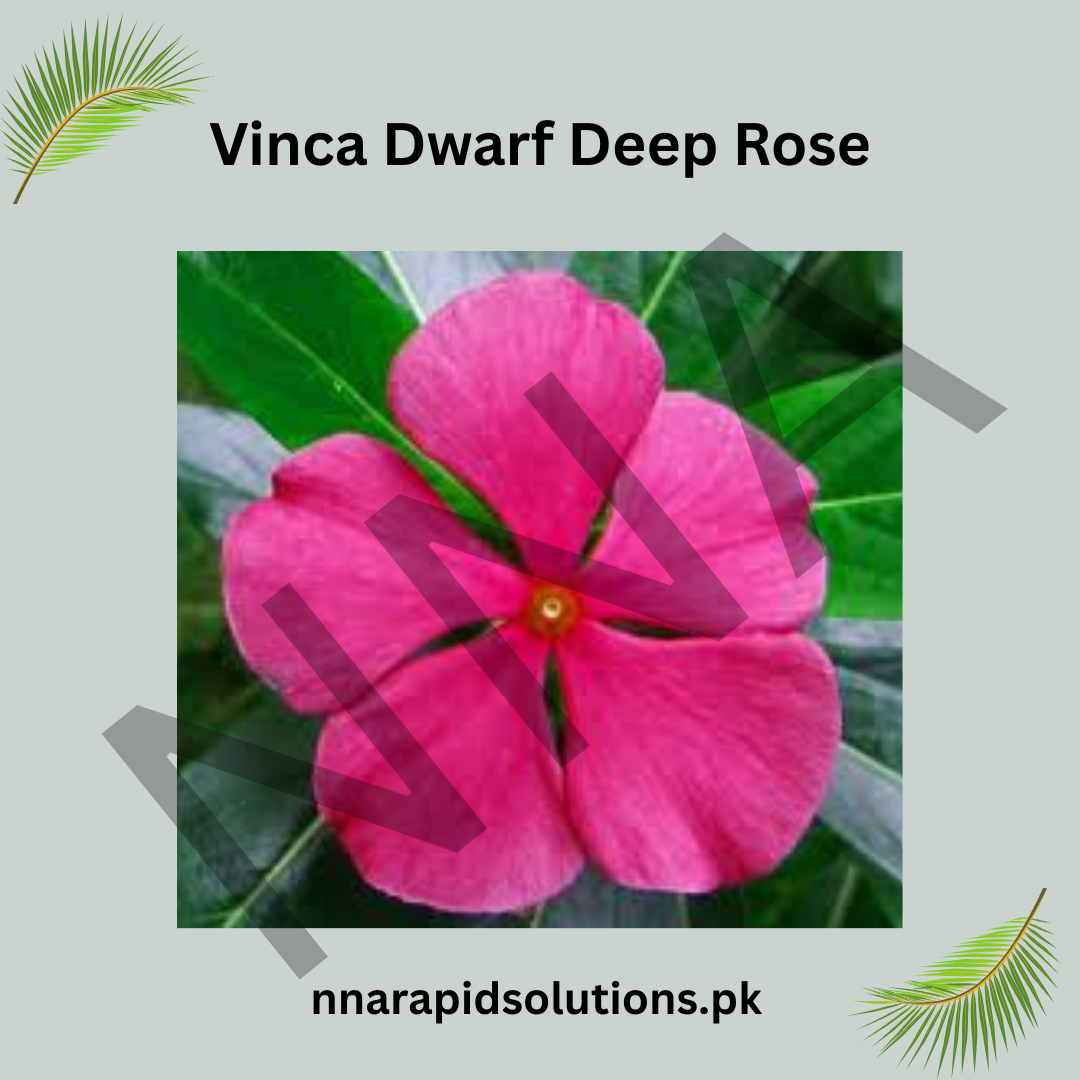 Vinca Dwarf Deep Rose Seeds – Heat Tolerant Summer Flower