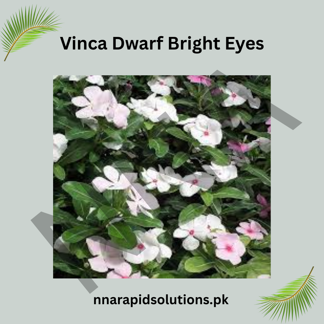 Vinca Dwarf Bright Eyes Seeds – Heat Resistant Summer Flower