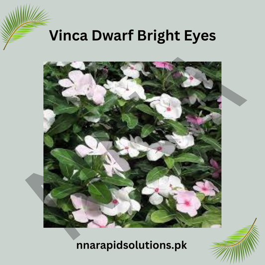 Vinca Dwarf Bright Eyes Seeds – Heat Resistant Summer Flower