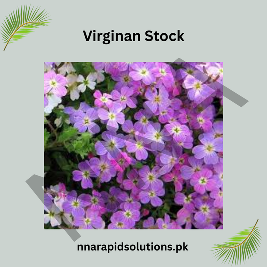Virginian Stock Seeds – Colorful Summer Bedding Flower