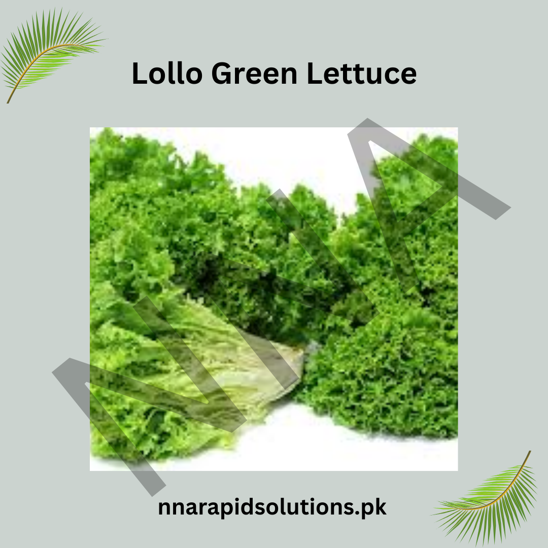 Lollo Green Lettuce Seeds (Hybrid) – Leafy Green Lettuce