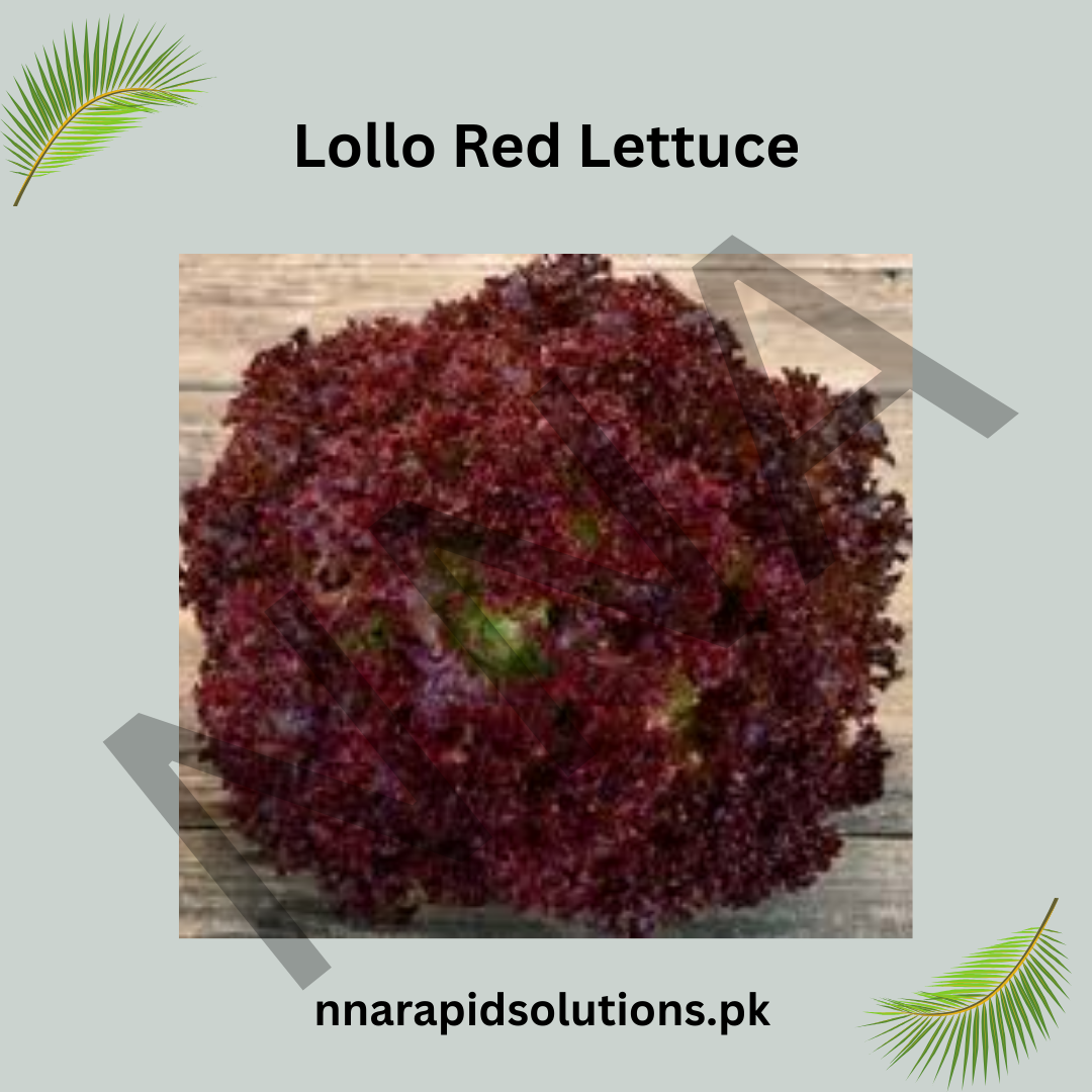 Hybrid Lollo Red Lettuce Seeds  Colorful & Nutritious Salad Green