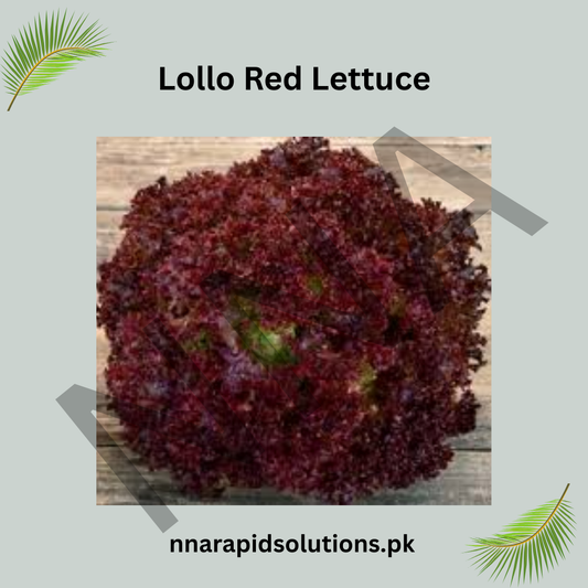 Hybrid Lollo Red Lettuce Seeds  Colorful & Nutritious Salad Green