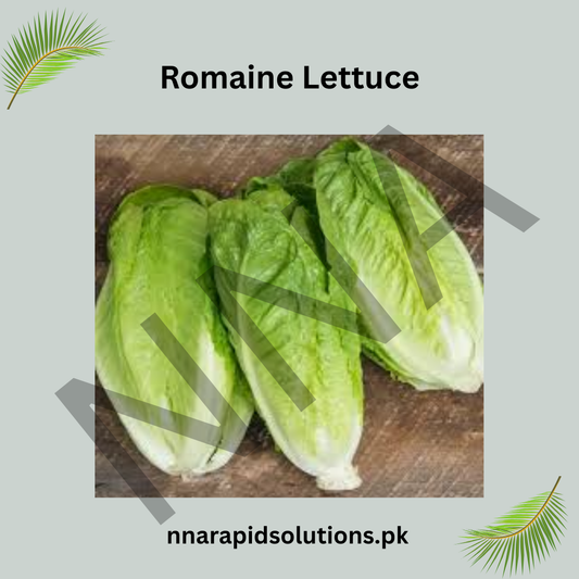 Romaine Hybrid Lettuce Seeds  Crisp, Nutritious & High Yield