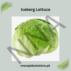 Hybrid Iceberg Lettuce Seeds  Crisp & Fresh Vegetable