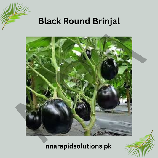 Black Round Brinjal Seeds (Hybrid) – Premium Eggplant