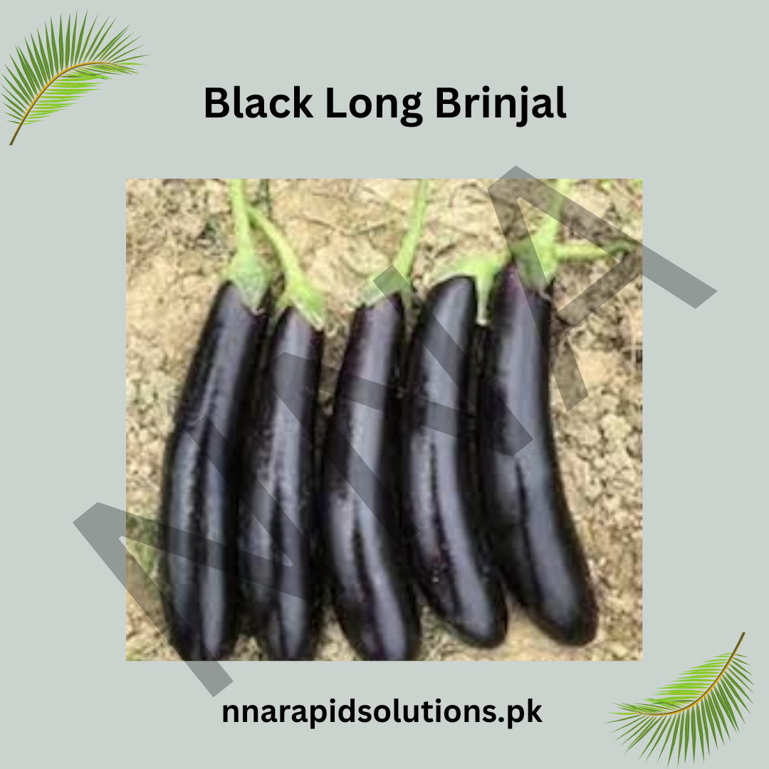Hybrid Black Long Brinjal Seeds | High-Yield Baingan Seeds