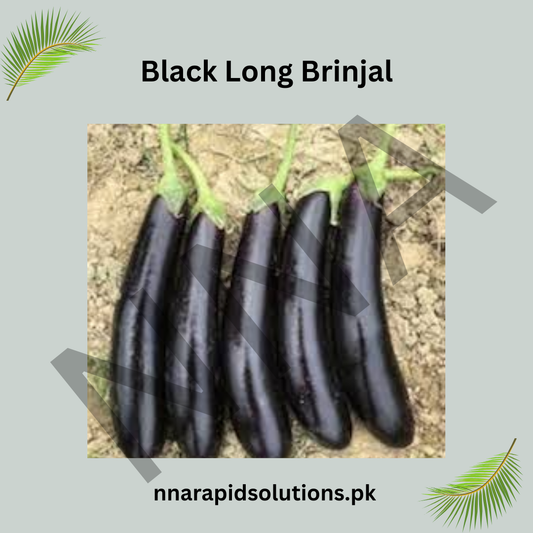 Hybrid Black Long Brinjal Seeds | High-Yield Baingan Seeds