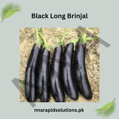 Hybrid Black Long Brinjal Seeds | High-Yield Baingan Seeds