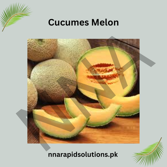 Cucumis Melon Seeds (Hybrid) – Sweet Summer Melon