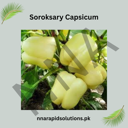 Soroksary Capsicum Seeds (Hybrid) – Sweet Bell Pepper for Kitchen Gardens