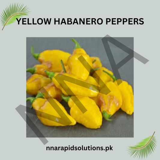 Yellow Habanero Pepper Seeds (Hybrid) – Spicy Hot Chili