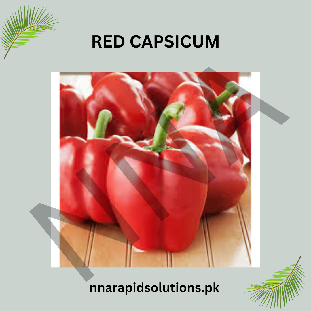 Red Capsicum Hybrid Seeds | Shimla Mirch Seeds for Kitchen Garden