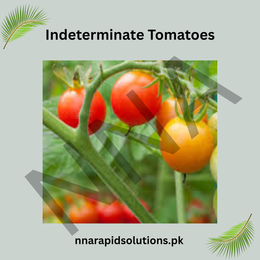 Indeterminate Tomato Seeds (Hybrid) – Vining Tomato Variety for Continuous Harvest