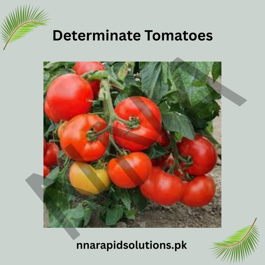 Determinate Tomato Seeds (Hybrid) – Compact Bush Variety for Kitchen Gardens