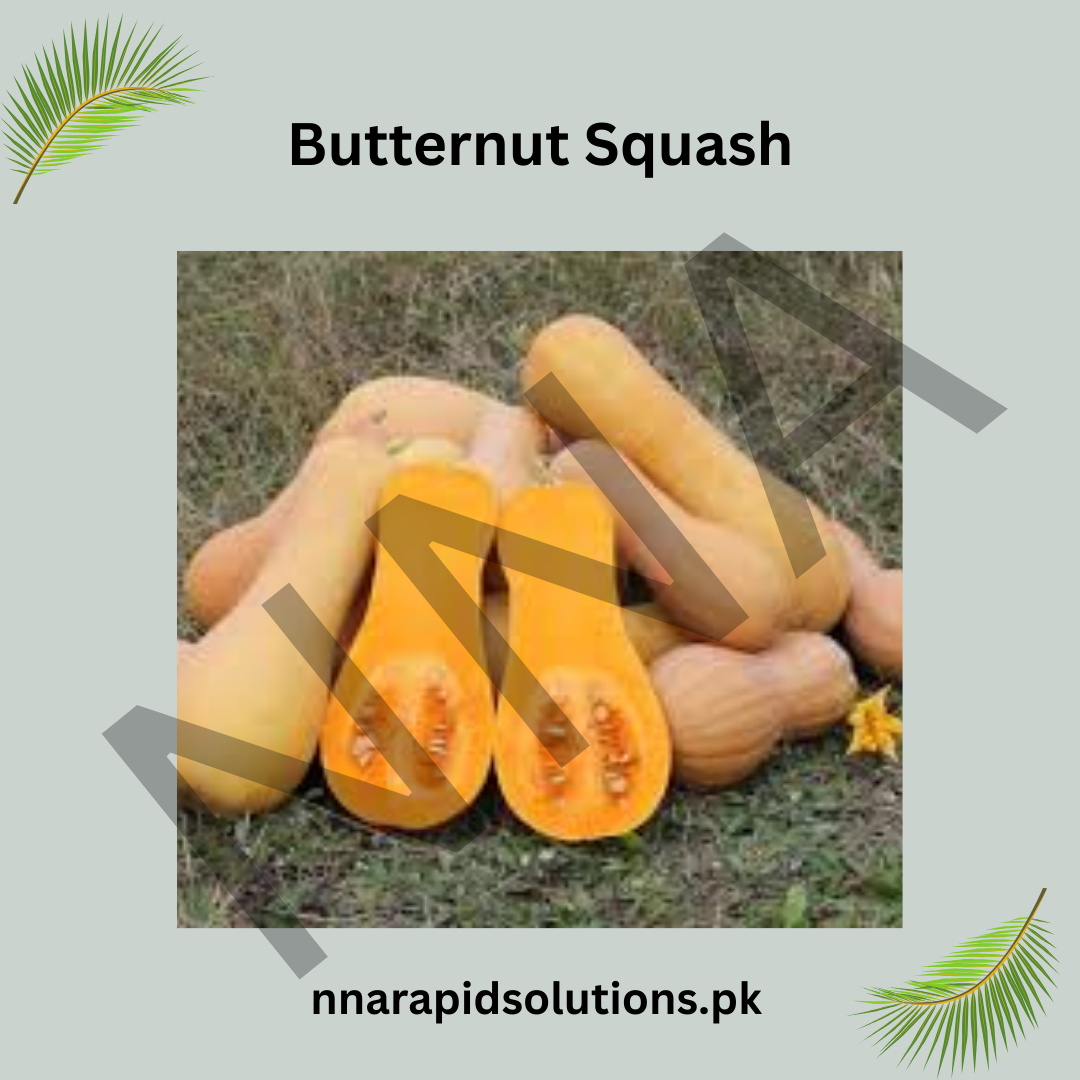 Butternut Squash Seeds (Hybrid) – Nutty Sweet Winter Squash