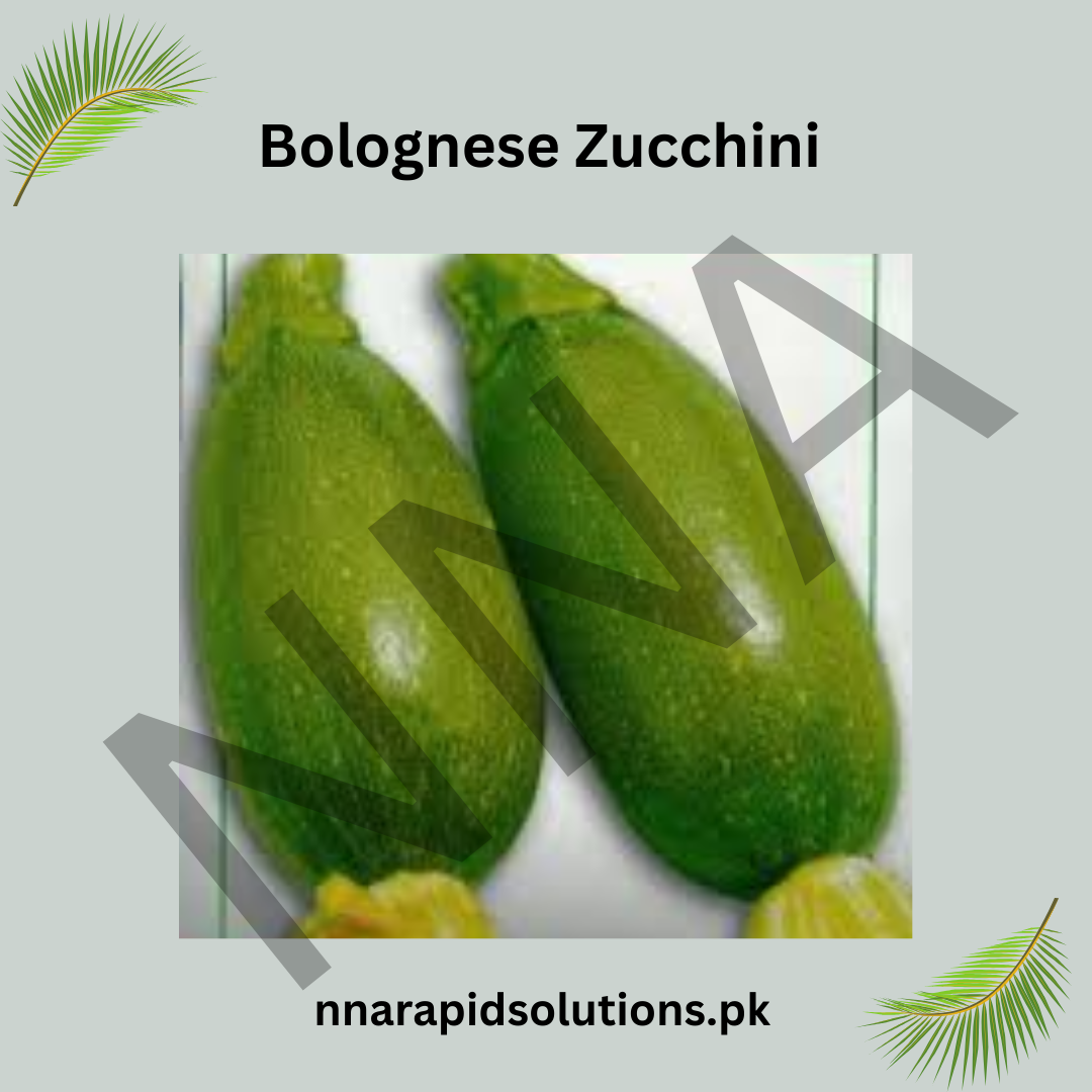 Bolognese Zucchini Seeds (Hybrid) – Italian Round Courgette for Kitchen Gardens