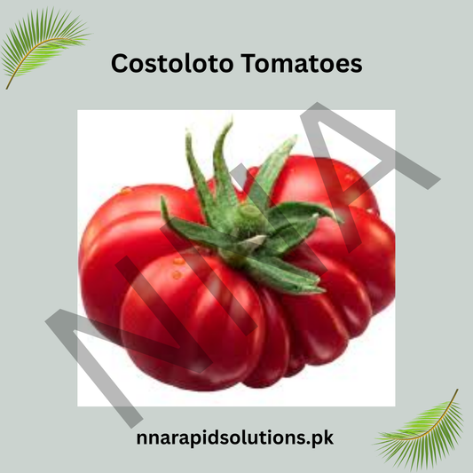 Costoluto Tomato Seeds (Hybrid) – Italian Ribbed Heirloom Variety