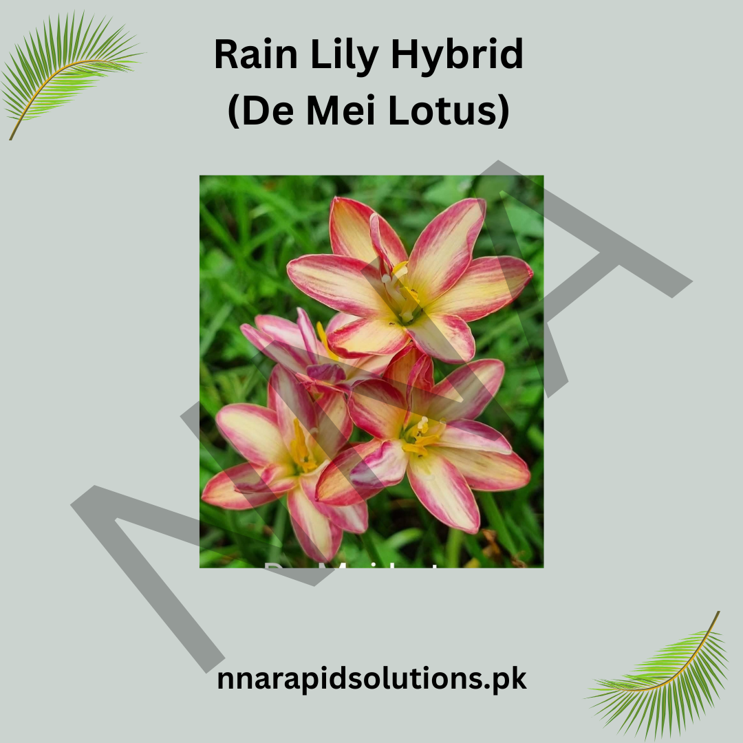 Rain Lily Hybrid De Mei Lotus Bulb – Elegant Pink Blooming Rain Lily